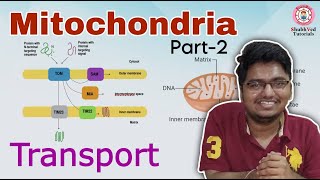 Mitochondria  Part  2  Transport [upl. by Lohse633]