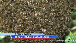 African Killer Bees Kill Landscaper in Tucson [upl. by Fritzie]