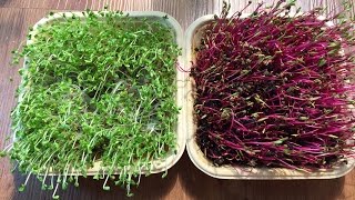 Broccoli Microgreens amp Beet Microgreens From GreenThumbSprouts [upl. by Radie14]