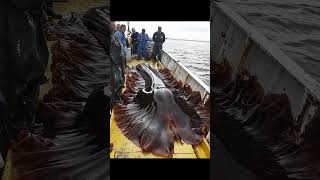 Giant Sea Monsters Caught by Fishermen 🐙🎣GiantSeaCreatures FishingDiscoveries OceanMysteries [upl. by Teemus119]