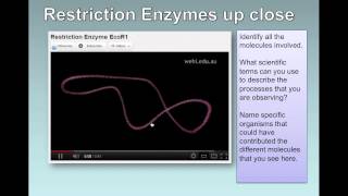 Gene Transfer IB Biology [upl. by Assilrac]