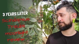 Scindapsus Trebuii Moonlight Review  3 Years Later  Warts And All [upl. by Dean]