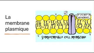 04 La Membrane Plasmique [upl. by Annaoi595]