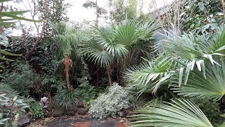 Our Green Tropical Backyard in January 2024 just before a cold week of frost [upl. by Nnaeitak]