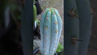 Trichocereus Peru  Dawsons Peru 2quot grafted to PC pachanoi trichocereus cactus plants [upl. by Chadwick]