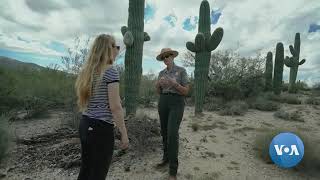 What do you Know About Saguaro Cactus [upl. by Lebiralc]