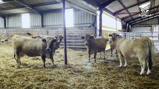 Breeding Aubrac cattle high up in the hills of France [upl. by Bunny]