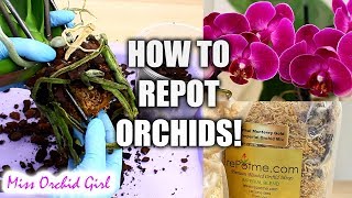 Orchid Care for Beginners  How to repot Phalaenopsis Orchids [upl. by Malina]