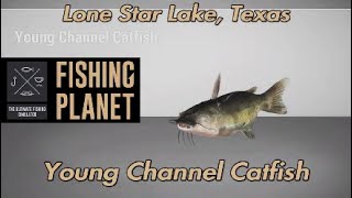 Young Channel Catfish Lone Star Lake Texas Fishing Planet Guide [upl. by Allain]