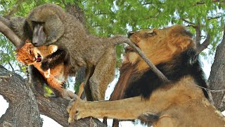 Sad Story Foolish Baboons Steal Lion Cub And Lions Savage Revenge  Baboon Vs Lion [upl. by Delores]