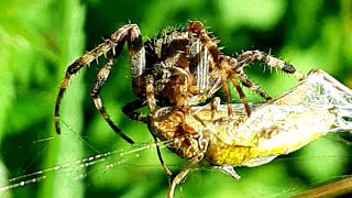 Crazy Moment  Cross Orbweaver Eats a Cricket [upl. by Vala242]