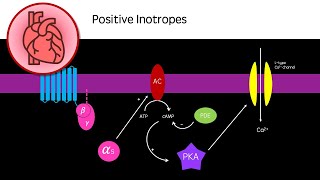 Positive Inotropes for Heart Failure [upl. by Tnecniv]