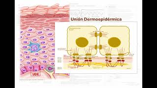 Tema 1 Anatomía y Fisiología de la Piel [upl. by Yllop855]