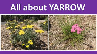 YARROW flowering plant Anatomy Identification Growing Benefits Uses Achillea millefolium [upl. by Orion]