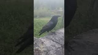 Yellowstone Ravens love cheese on a cold misty morning ChrisHansonAdventures [upl. by Nathanson]