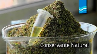 Investigación de conservantes a base de orégano [upl. by Nawaj]