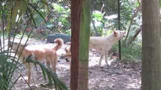 Dingo Pack Howling [upl. by Randal644]