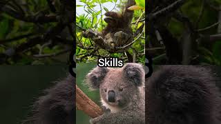 Threetoed sloth vs koala vsedits fyp fypviral fy [upl. by Neema]