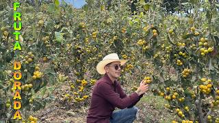 GRANJA DE TEJOCOTES Fruta de la nostalgia 40 Toneladas por hectárea [upl. by Dnarb]