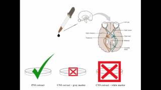 Principle of Neuroscience 1 [upl. by Olihs]