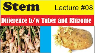 Difference between Rhizome and Tuber [upl. by Dlanger859]