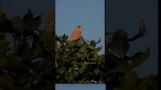 Eurasian Kestrel 🐦 Tadoba Andhari Tiger Reserve 🐯 tadoba natgeo discovery birdmansumedh [upl. by Damalis]