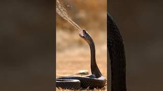 खतरनाक कोबरा 🐍 Spitting Cobra 😱 [upl. by Inobe]