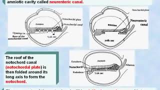 20 General Embryology Development of Notochord [upl. by Ellac]