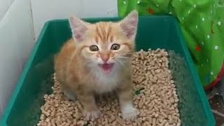 Cute small kittens meowing Gattini miagolano Jack Animals [upl. by Tsepmet]