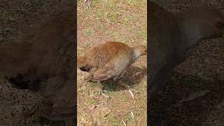 Native Tasmanian Hens 🐓birds wildlife hens chicken shorts birdslover olib774 [upl. by Compte964]