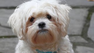 Havanese vs Shih Tzu Which Fluffy Breed to Choose [upl. by Lotus]