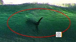 Giant shark off San Diego shore [upl. by Haiasi]