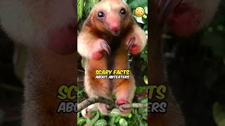 Scary Facts About Anteaters [upl. by Ara]