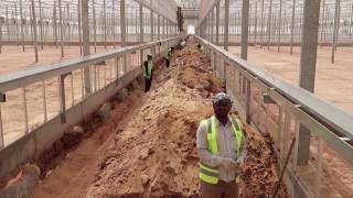 Al Blahad Farm – Saudi Arabia Desert Growing [upl. by Rosabella879]