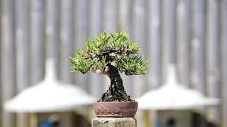 Driveway Bonsai with the Cypress Lakes Bonsai Club Bonsai by the Samurai [upl. by Slyke384]