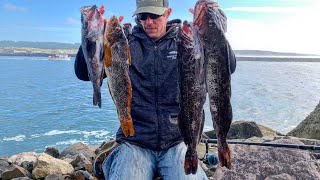 Jetty Fishing For A Limit Of Lingcod  Black Rockfish and BIG Kelp Greenling [upl. by Mikahs595]