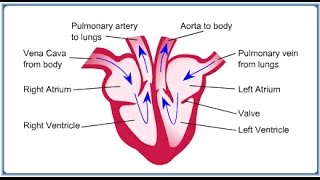 The Heart GCSE Additional Science B2 Revision [upl. by Farrington361]