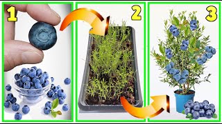 MIRTILLI fai nascere GRATIS una piantina dal frutto blueberry myrtille aradano heidelbeere arando [upl. by Enitsugua]