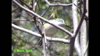 Viréo à tête bleueBlueheaded Vireo [upl. by Arvy]