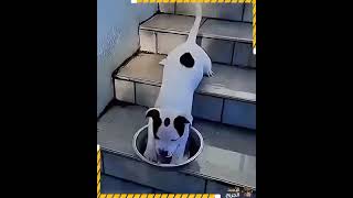 VIDEOS GRACIOSOS DE ANIMALES 🤣🤣🤣 [upl. by Ansev]