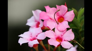 Mandevilla  Perfect Flowering Vine How to Care amp Grow the Magical Mandevilla [upl. by Dylana]