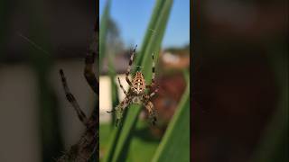 Kreuzspinne Spinne Biss Giftig Gartenkreuzspinne Araneus diadematus Yucca Netz [upl. by Nella136]