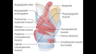 Mnemonics to remember the intrinsic muscles of larynx [upl. by Tab]