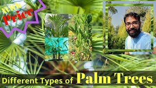 Types of Palm Trees With Price  Palm Trees in India  Rabish Areca Paurotis Red Latania Palm [upl. by Euqinmod]