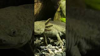 Axolotl Top 5 Fascinating Facts [upl. by Dalohcin]