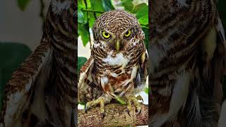 Burrowing Owls Intense Gaze  Fascinating GroundDwelling Raptor Facts [upl. by Haroppizt819]