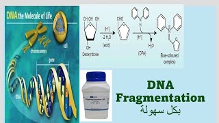 DNA Fragmentation assay Diphenylamine assay بكل سهولة [upl. by Earb]