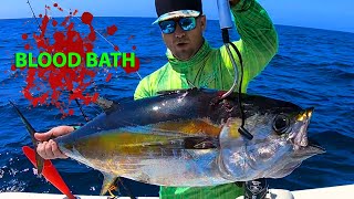 HUGE Blackfin Tuna  Best Bait To Use  Fishing for blackfin Tuna Anna Maria Island Florida [upl. by Rhtaeh38]