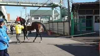 浦和競馬場 競走馬の移動 [upl. by Norrab]