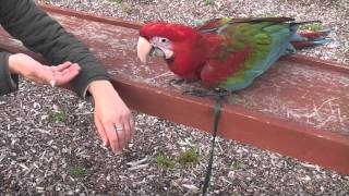 Parrot Training making new friends [upl. by Kcin230]